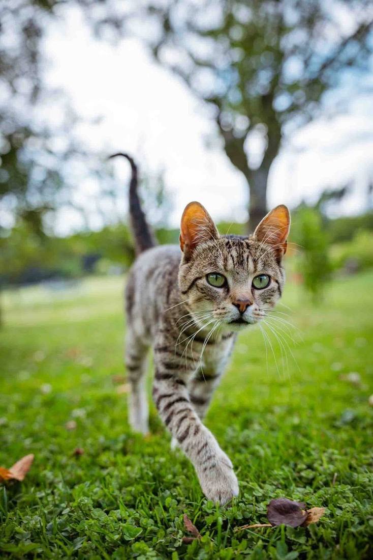 Katze kommt näher über die Wiese am Grub-Daniel-Hof