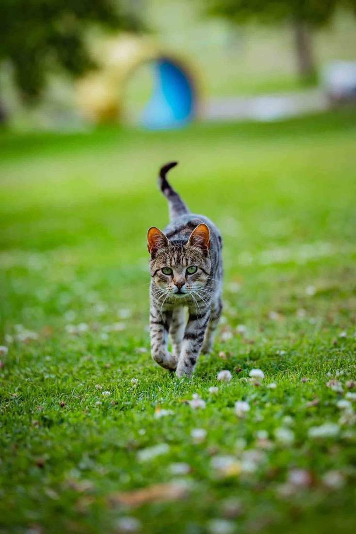 Katze kommt über die Wiese am Grub-Daniel-Hof