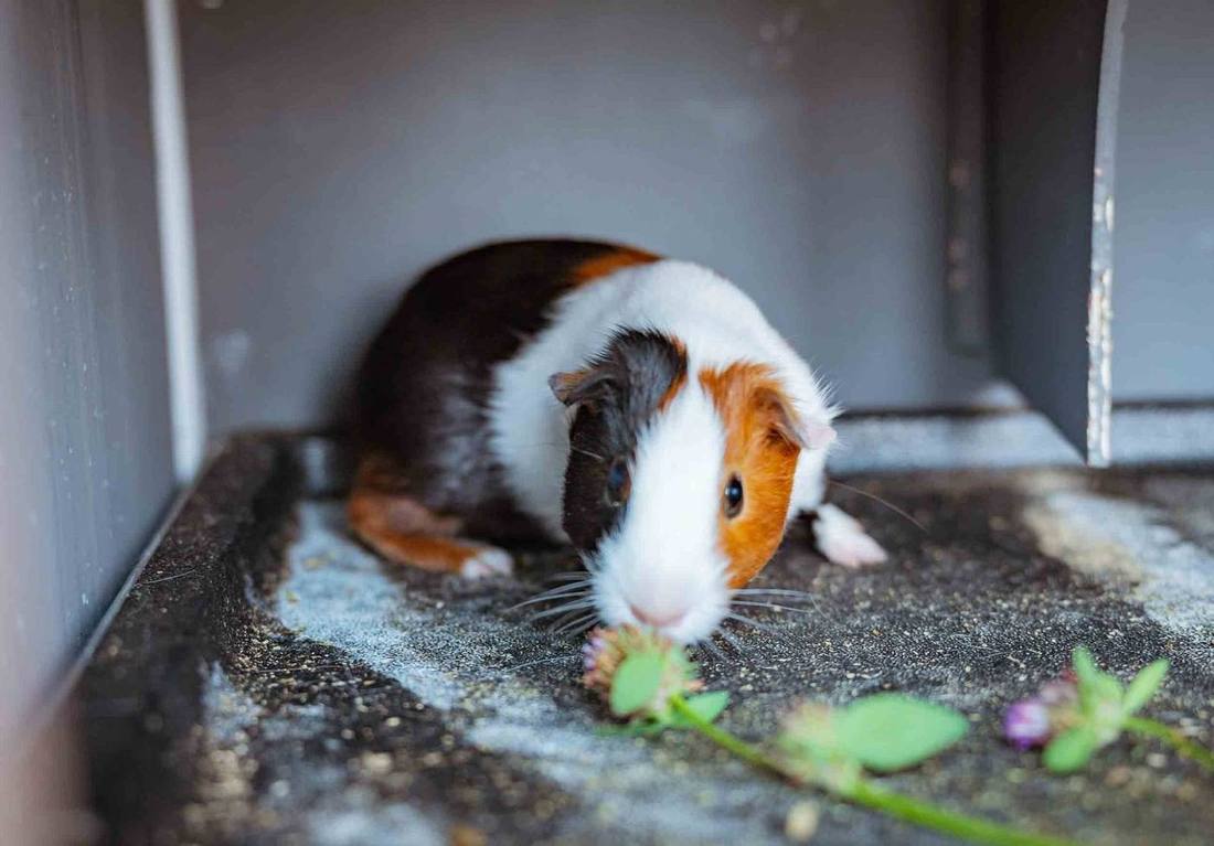 Schüchternes Meerschweinchen im Gras am Grub-Daniel-Hof